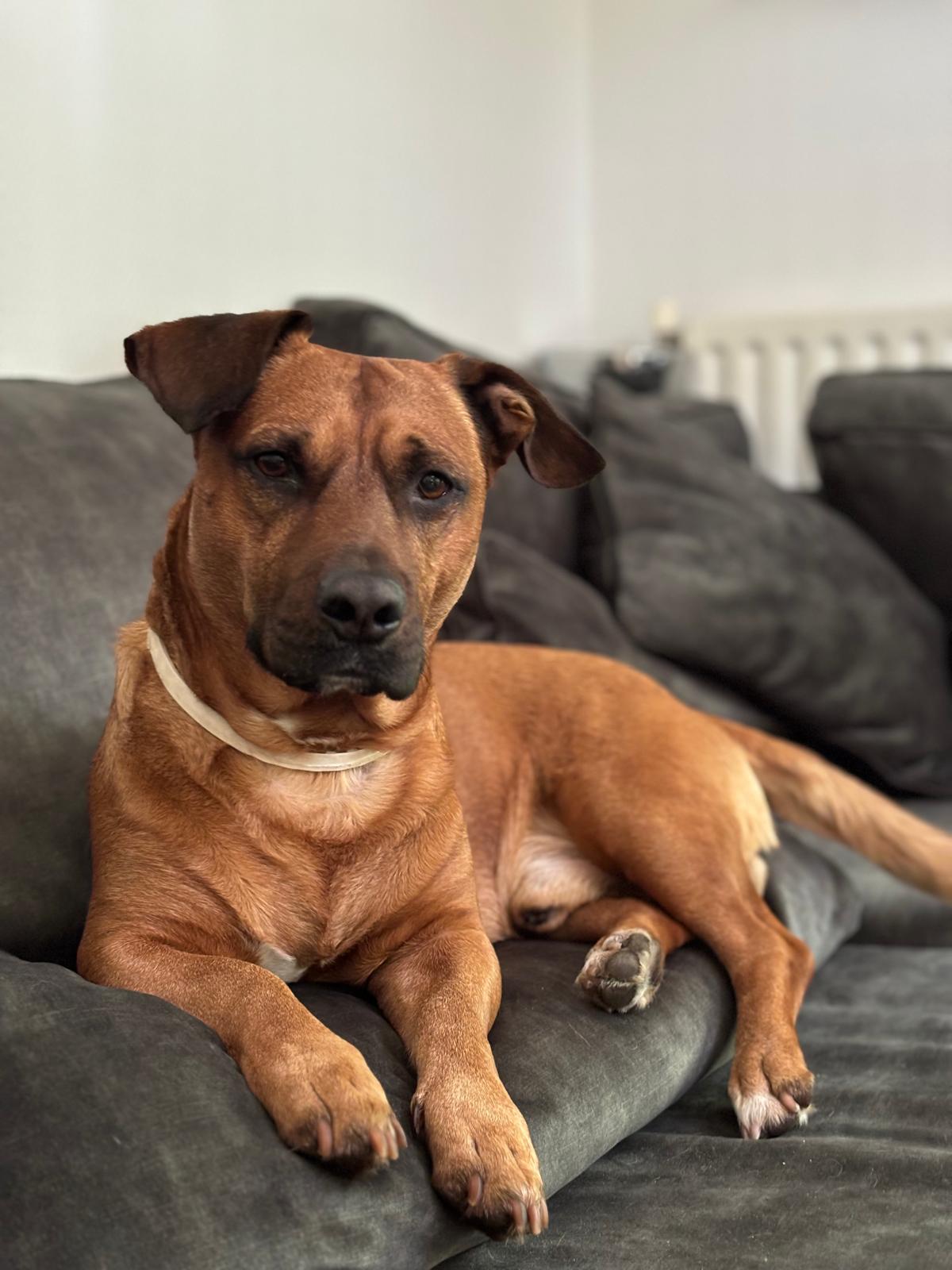 Brown dog sitting on a gray couch with a neutral background